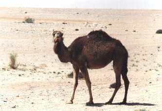 dromedario nel deserto